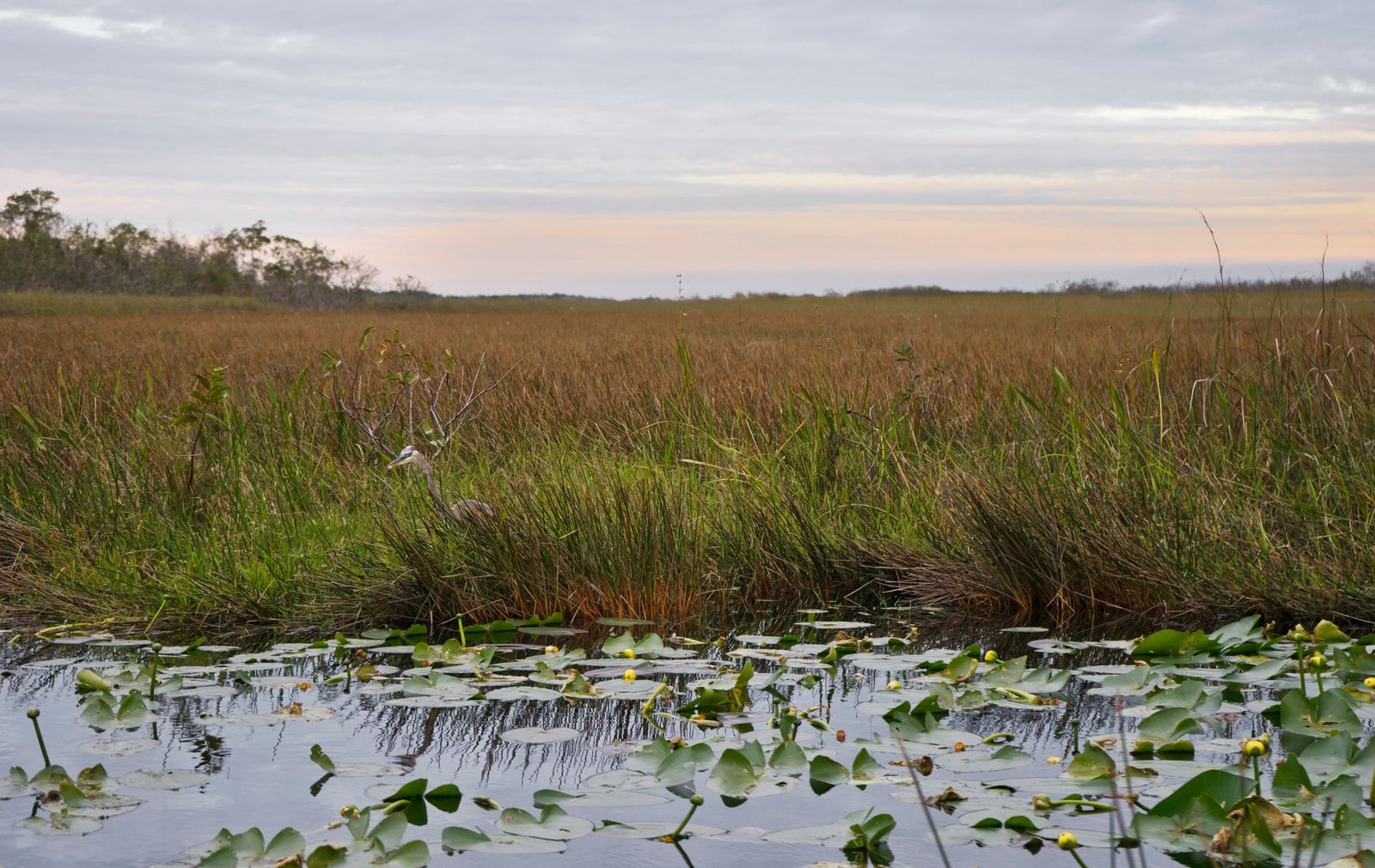 Serene marsh landscape with water lilies and a heron at sunset in Florida's wetlands.