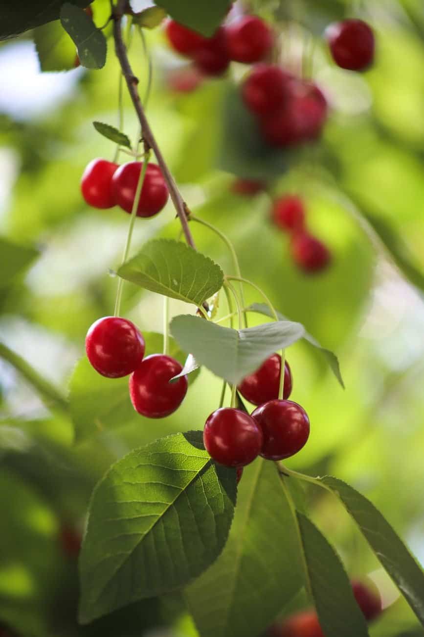 Why Traverse City’s Cherry Country Is More Than a Festival—and What Processing and Seasonality Mean for Visitors