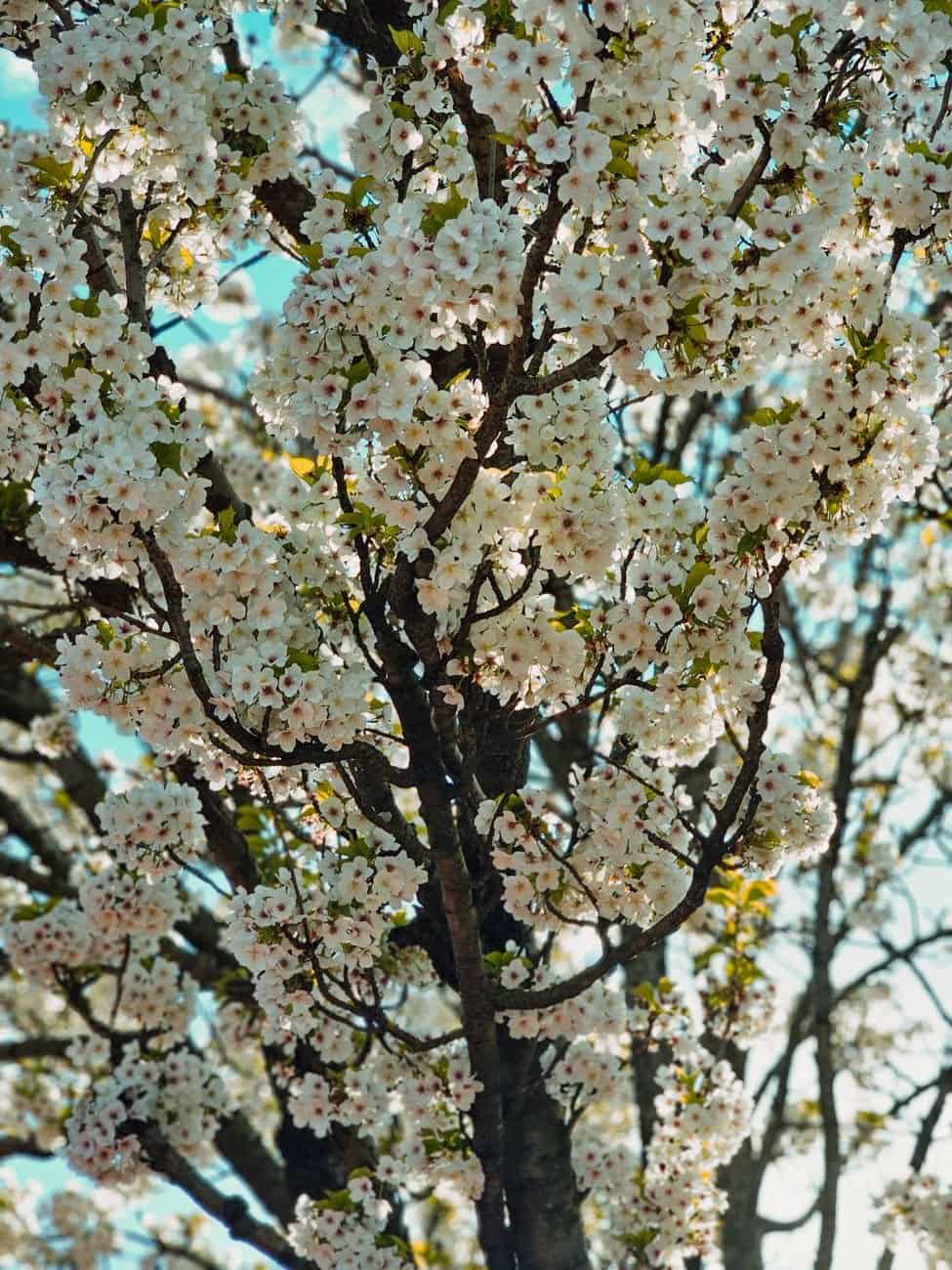 Stunning white cherry blossoms bloom against a bright blue sky, symbolizing spring's arrival.