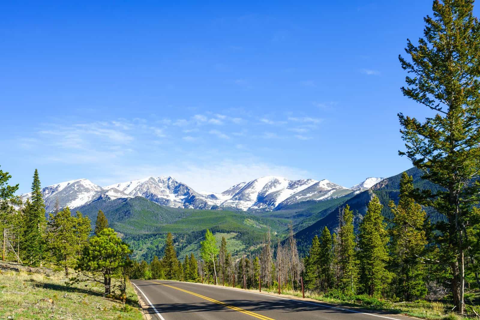 Wildflowers blooming along Trail Ridge Road in Rocky Mountain National Park