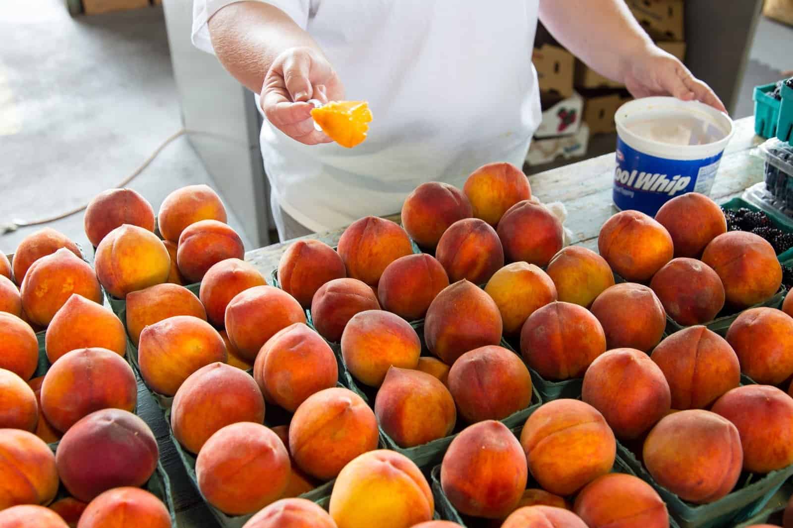 Peach orchards near Ruston Louisiana in early summer