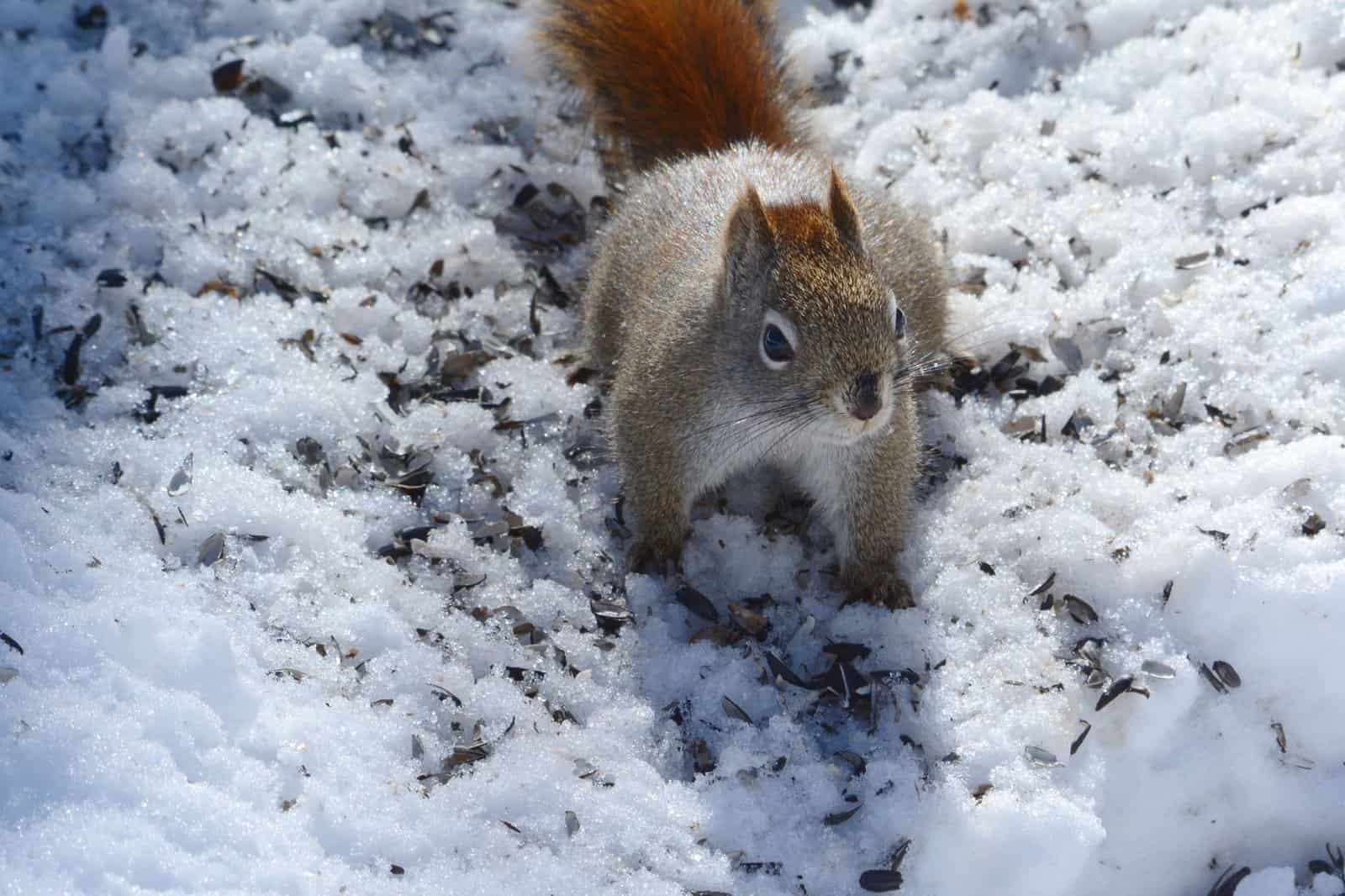 Hibbing, Minnesota travel scene