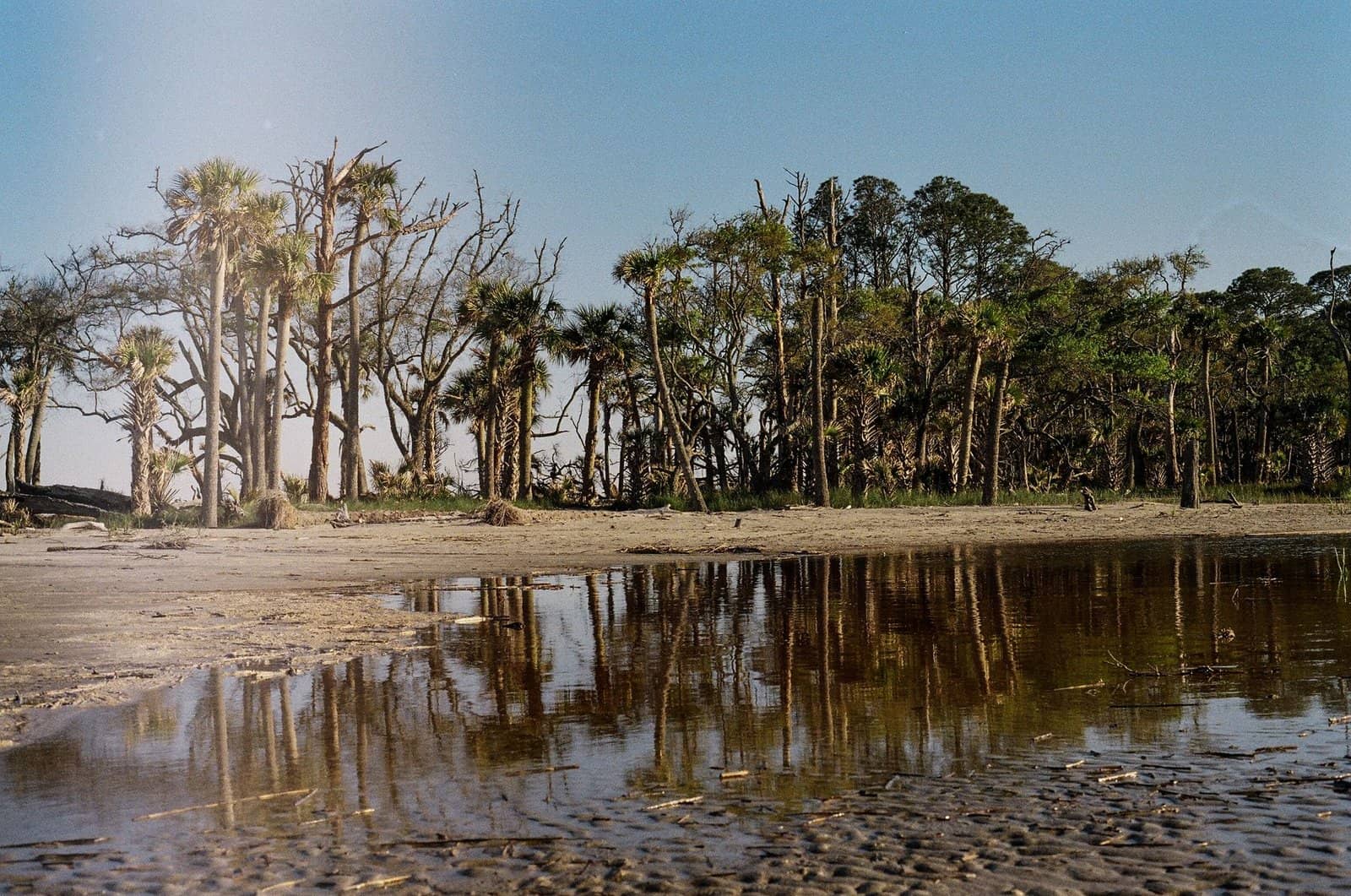 Explore the tranquil tree-lined beach scene reflecting in calm waters at Jekyll Island.