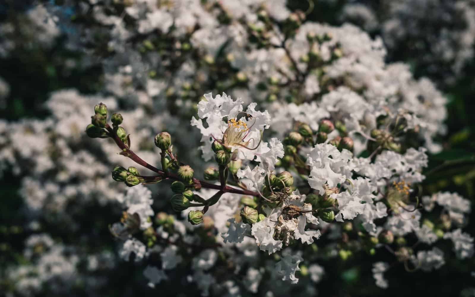Detailed shot of vibrant white crepe myrtle flowers in full bloom under natural light.