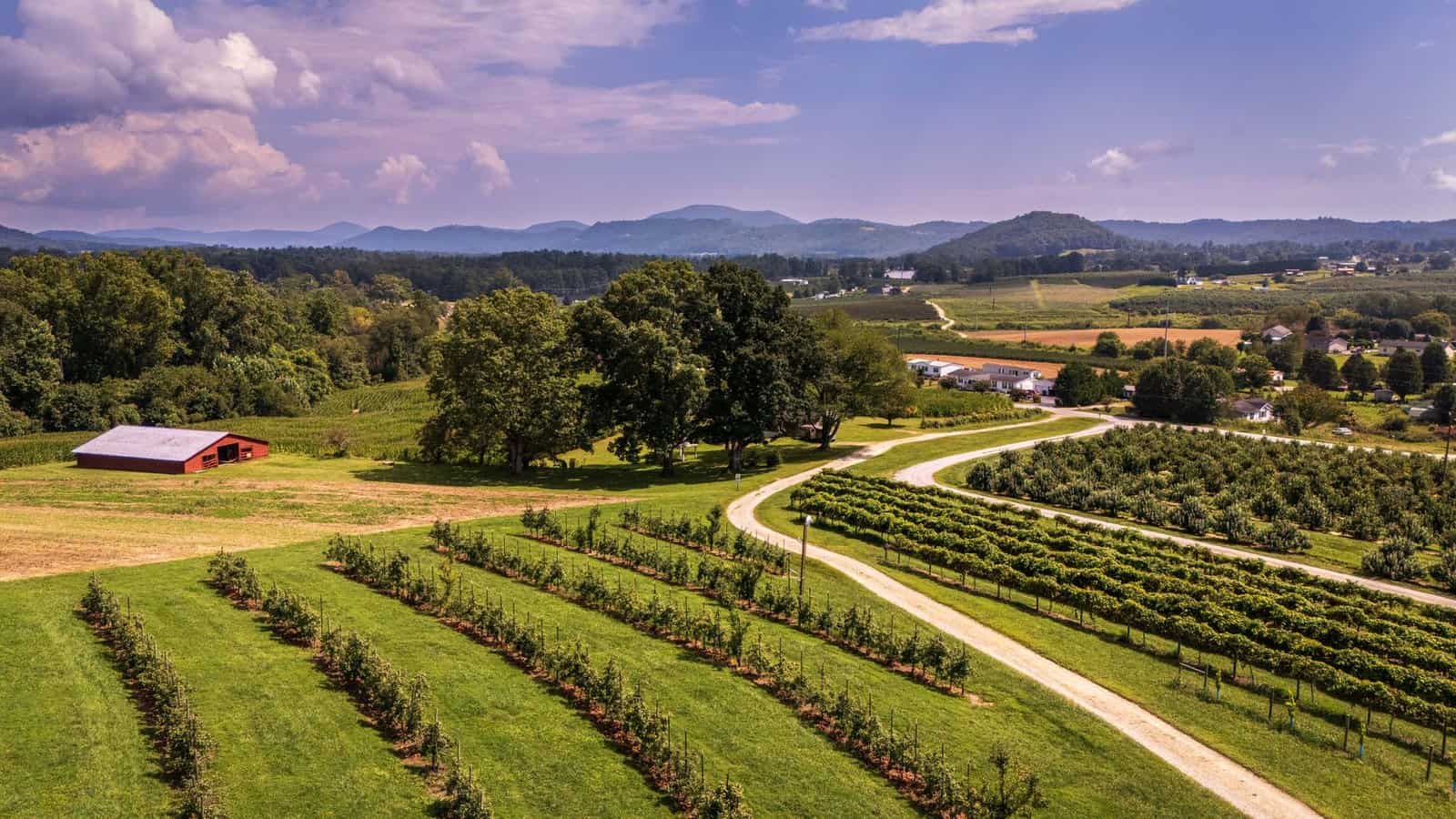 Aerial view of a lush vineyard with a red barn, rolling hills, and blue skies in summer.