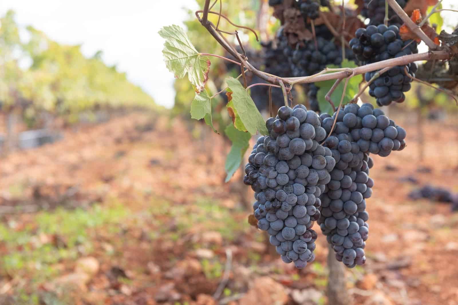 Lush purple grapes hanging on a vine in a scenic vineyard during harvest season.