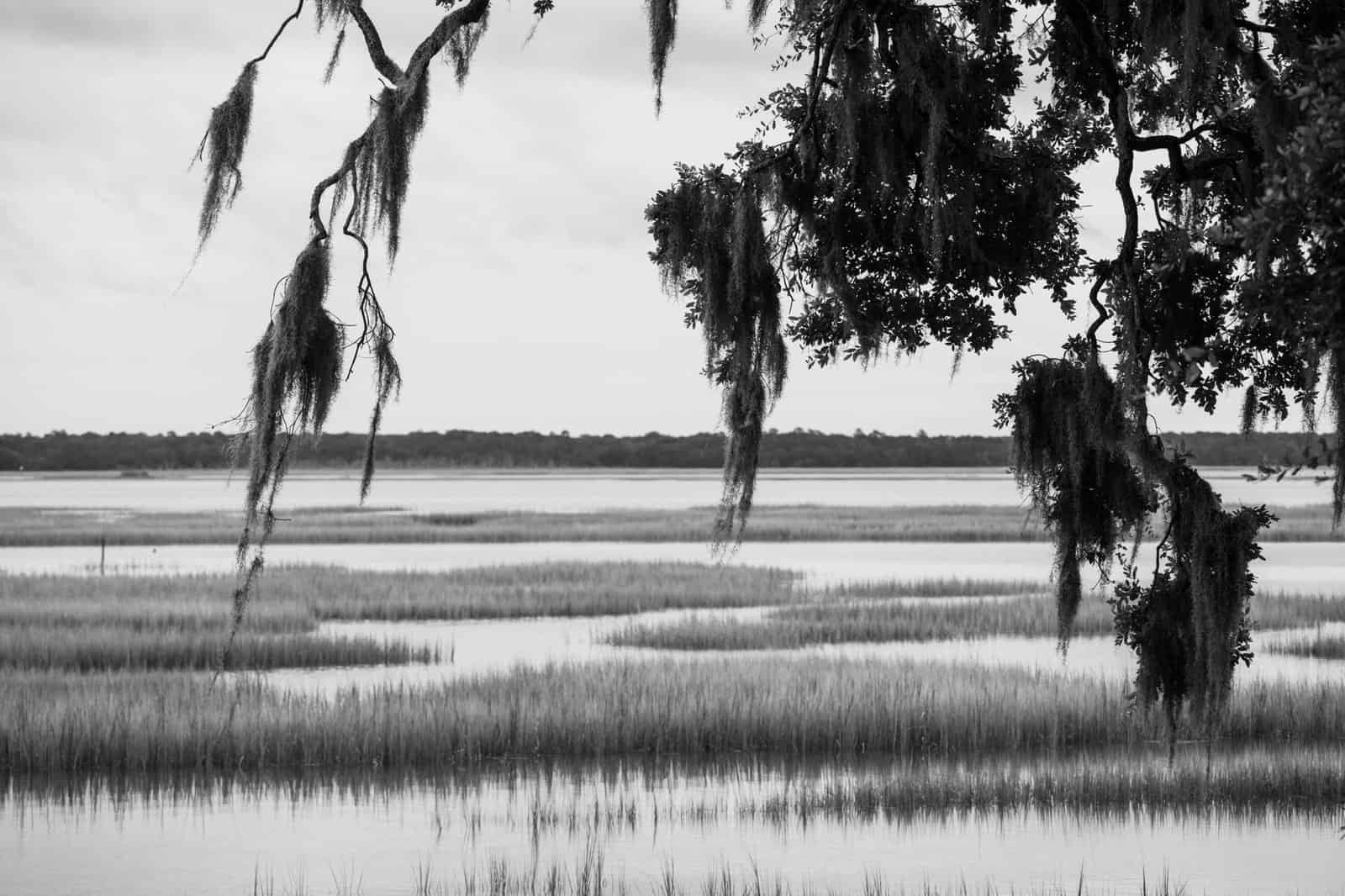 Black and white image of tranquil marshlands with hanging Spanish moss and calm water reflections.