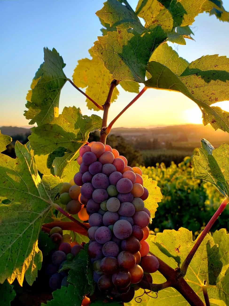 A close-up of ripe grapes with a sunset background in an Oregon vineyard, capturing the essence of harvest season.