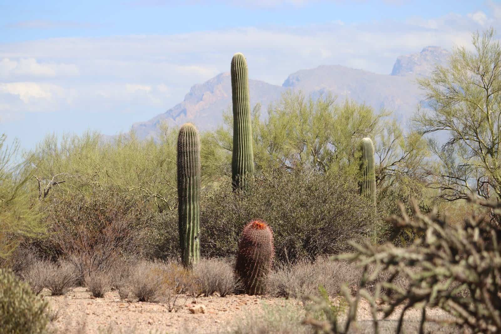 Beautiful saguaro cacti set against the Tucson, Arizona desert backdrop, showcasing natural beauty.