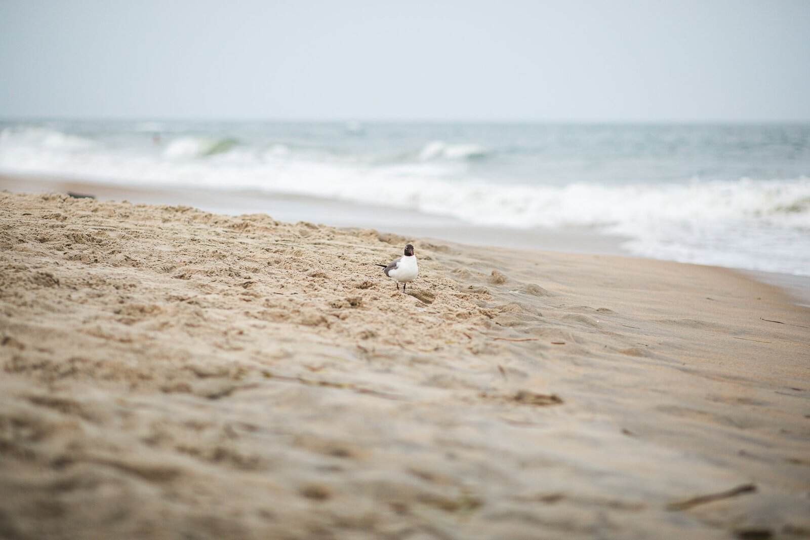 Virginia Beach Has 35 Miles of Coastline and the Worst Crowds in the Mid-Atlantic. Here’s How to Visit Anyway