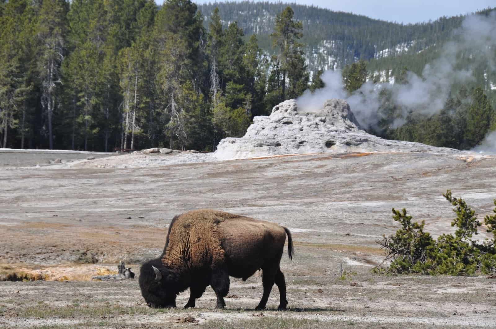 A bison grazes near a geyser in Yellowstone, capturing the natural beauty of Wyoming.