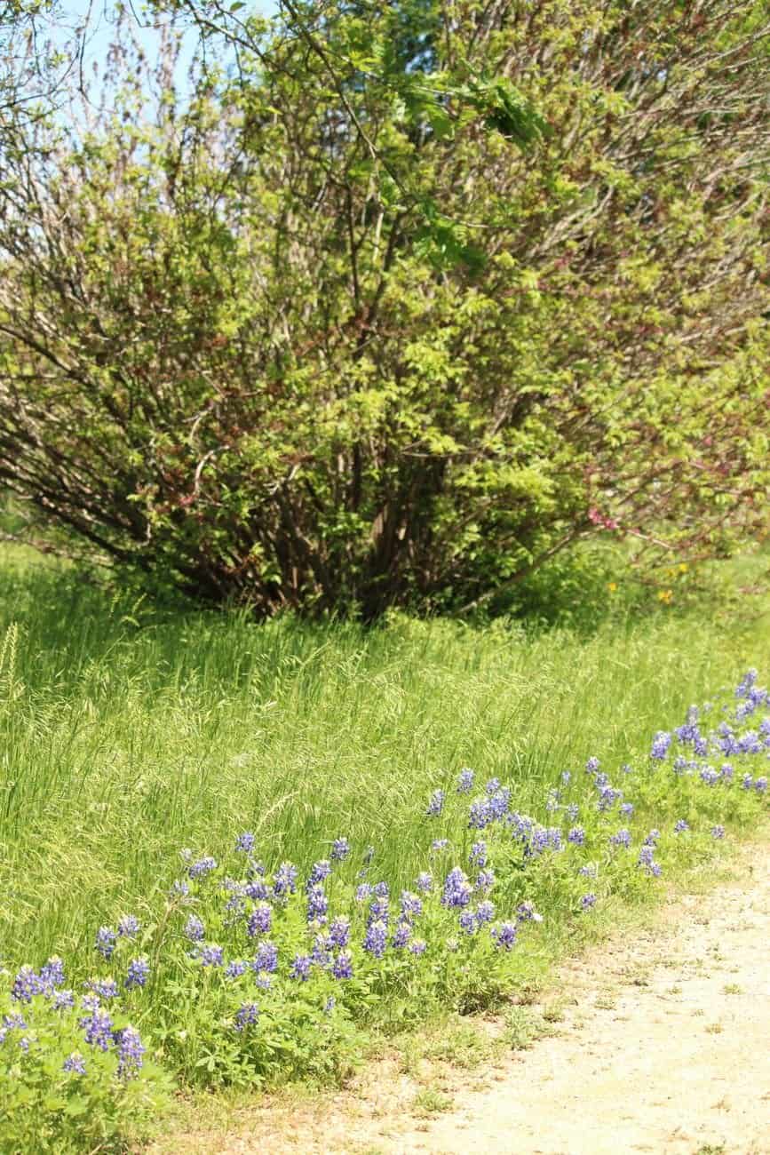Peaceful Austin, TX path with vibrant spring bluebonnets and lush greenery.
