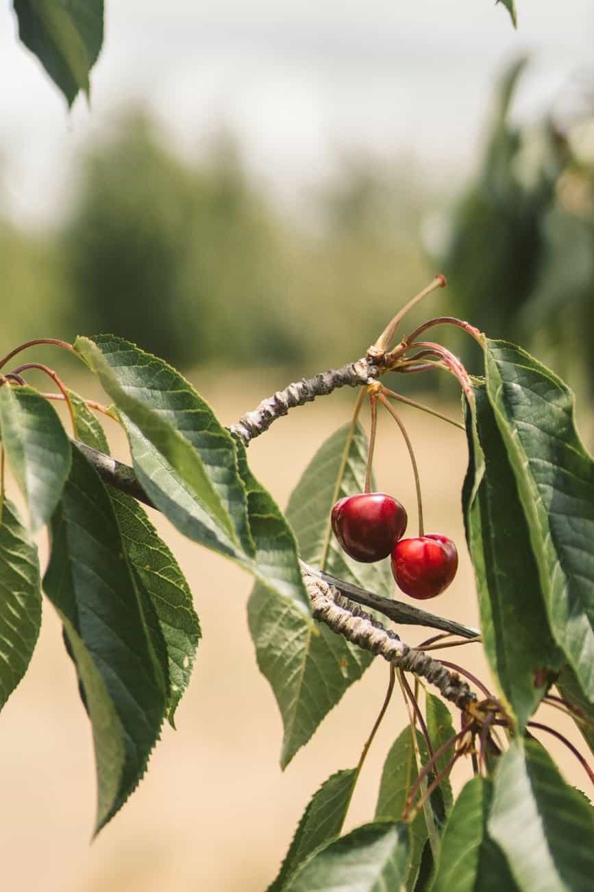 Fresh cherries hanging on a tree with green leaves in a natural setting. Perfect for nature and food themes.